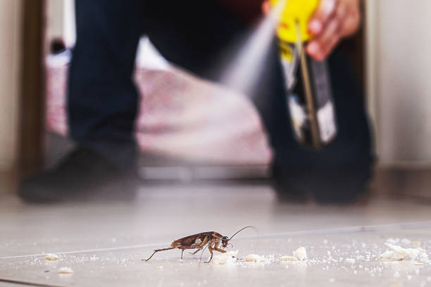 Best Cockroach Control Services  in China Spring, TX